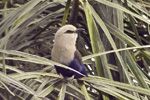 Blue-bellied Roller